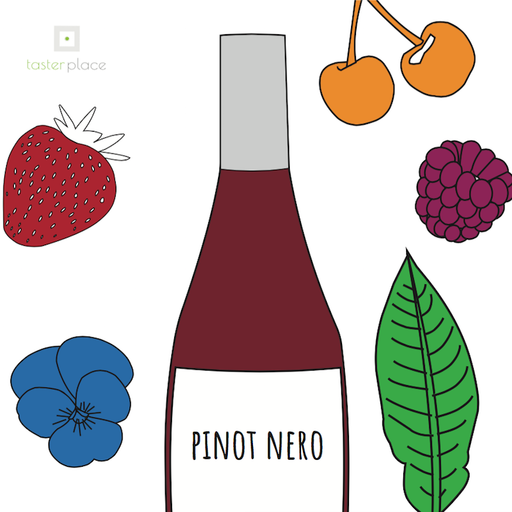 Il profilo aromatico del Pinot Nero, il vitigno elegante.