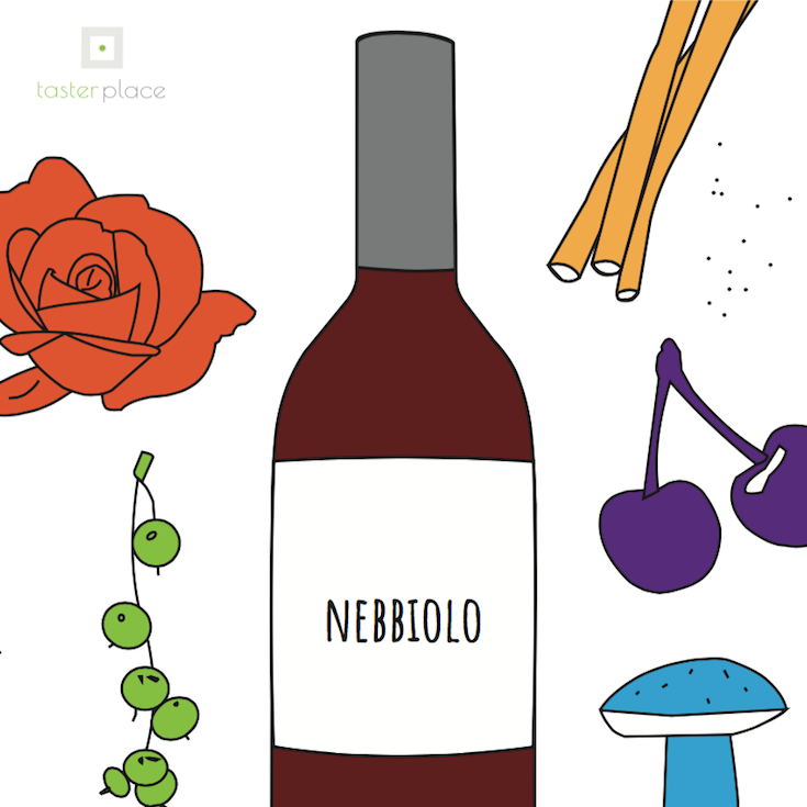 Il profilo aromatico del Nebbiolo, il vitigno longevo.